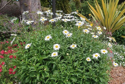 Shasta Daisy