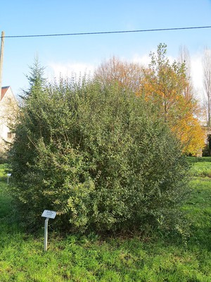 European Privet