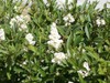 European Privet