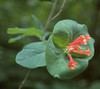 Orange Honeysuckle