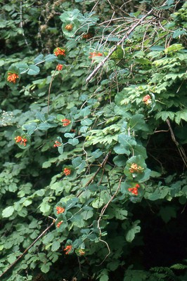Orange Honeysuckle