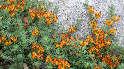 Lotus Vine, Parrot's Beak