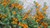 Lotus Vine, Parrot's Beak thumbnail