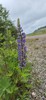 Silky Lupine
