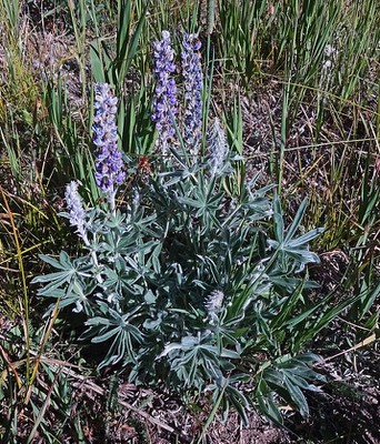 Silky Lupine