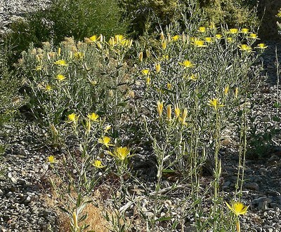 Smoothstem Blazingstar
