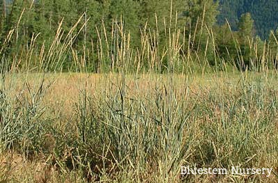 Giant Wild Rye