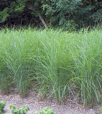 Maiden grass