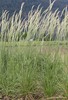 Dwarf fountain grass