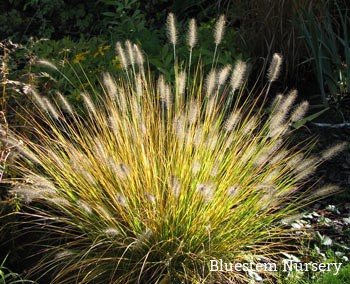 Dwarf fountain grass