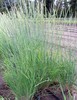 Bluebunch Wheatgrass