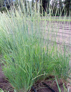 Bluebunch Wheatgrass