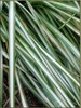 Variegated reed grass