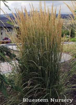 Variegated reed grass