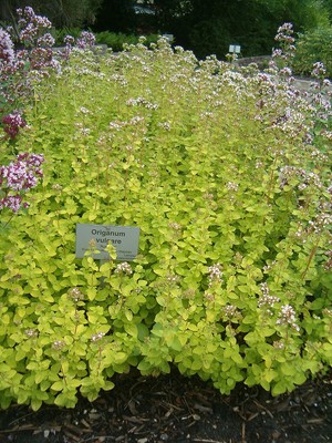 Golden Oregano