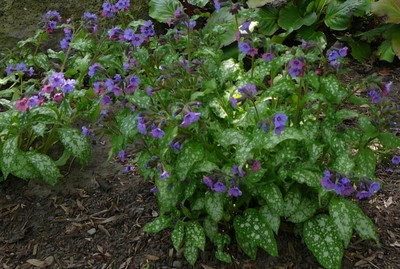 Lungwort