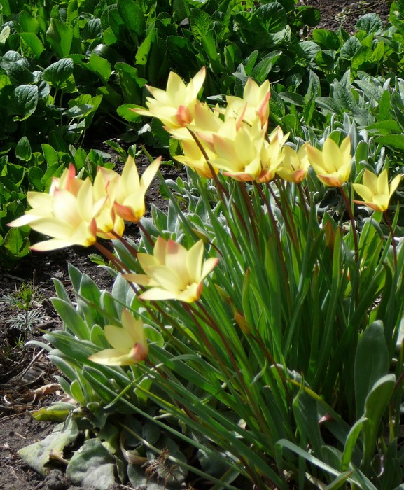 Tulip - Okanagan Xeriscape Association