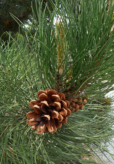 Ponderosa Pine - Okanagan Xeriscape Association