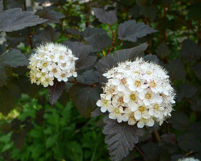 Diabolo Ninebark - Okanagan Xeriscape Association