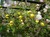 Golden Clematis thumbnail