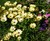 African Daisy, Cape Marigold thumbnail
