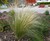Mexican Feather Grass thumbnail
