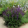 Perennial Salvia