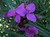 Concord Grape Spiderwort thumbnail