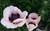 Oriental Poppy thumbnail