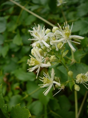 Native White  Clematis