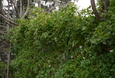 Native White  Clematis
