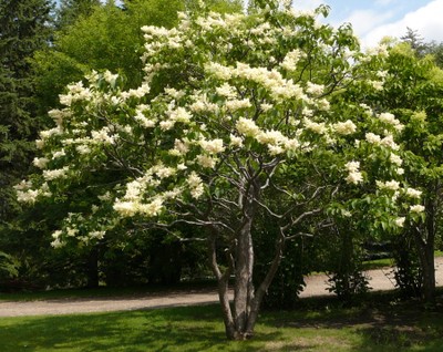 Ivory Silk Japanese Tree Lilac