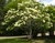 Ivory Silk Japanese Tree Lilac thumbnail
