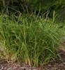 Golden-edged Prairie Cord Grass