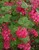 Red Flowering Currant thumbnail