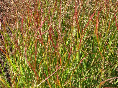 Red Switch Grass