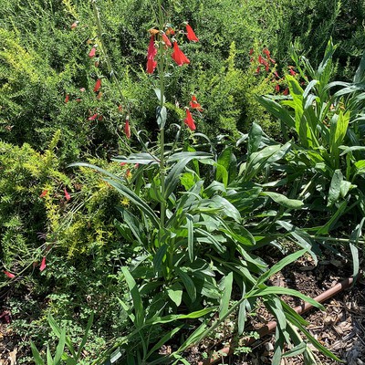 Penstemon, Beardtongue