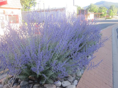 Russian Sage