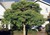 Amur Corktree thumbnail