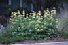 Jerusalem Sage