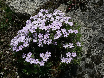 Spreading Phlox