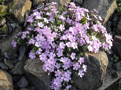 Moss Phlox