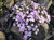 Moss Phlox thumbnail