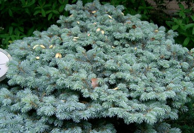 Globe Blue Spruce