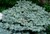 Globe Blue Spruce thumbnail
