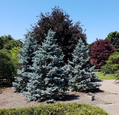 Colorado Blue Spruce