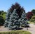 Colorado Blue Spruce thumbnail