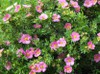 Potentilla, Shrubby Cinquefoil