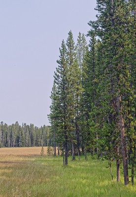 Lodgepole Pine
