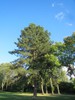 Austrian Pine